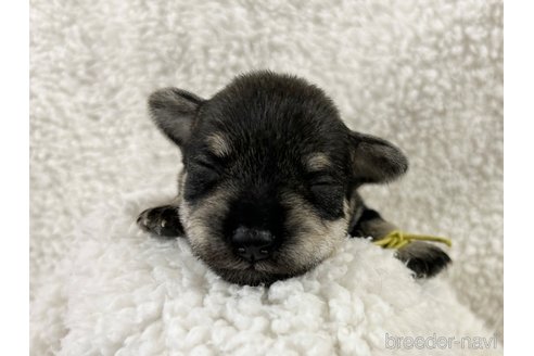 成約済の千葉県のミニチュアシュナウザー-346218の25枚目