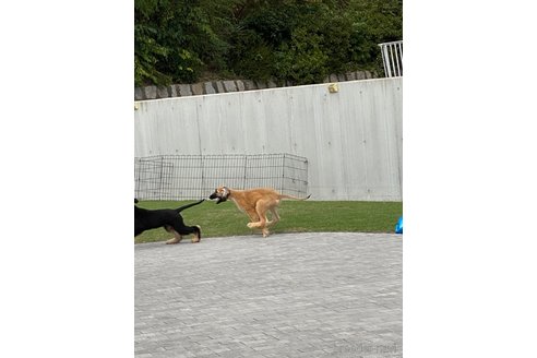 成約済の岡山県のアフガンハウンド-339487の22枚目
