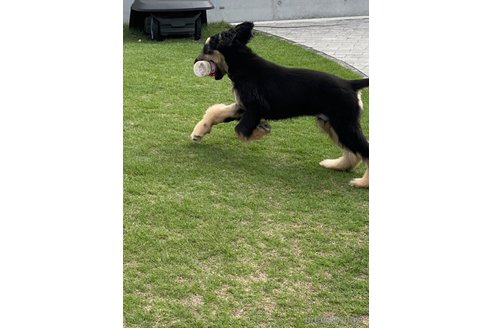 成約済の岡山県のアフガンハウンド-341644の6枚目
