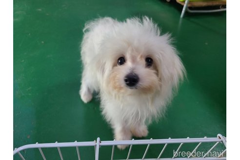 成約済の東京都のポメプー:ポメラニアン×トイプードル-311437の9枚目