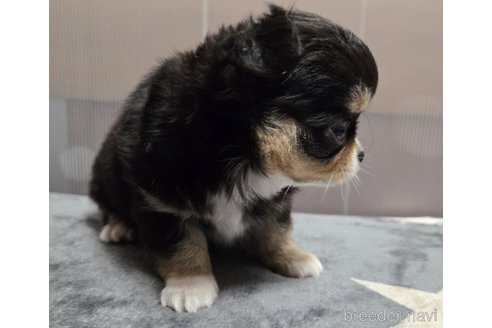 成約済の滋賀県のチワワ(ロングコート)-341109の25枚目