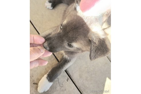 成約済の千葉県のミックス犬-344759の6枚目