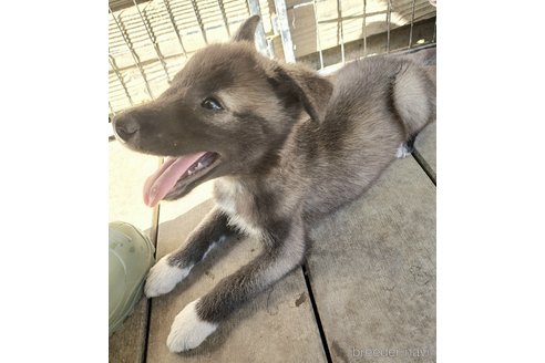 成約済の千葉県のミックス犬-344759の2枚目
