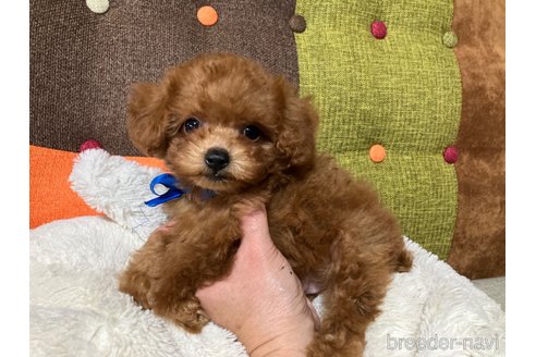 成約済の福岡県のティーカッププードル-344761の1枚目