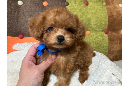 成約済の福岡県のティーカッププードル-344761の21枚目