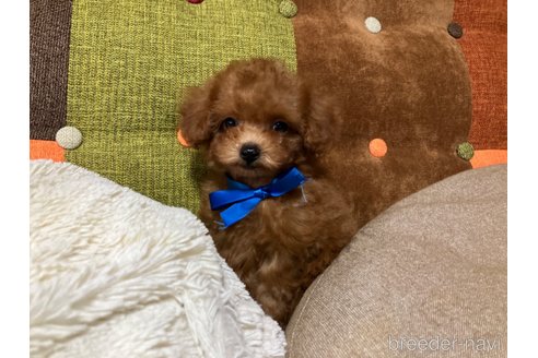 成約済の福岡県のティーカッププードル-344761の19枚目