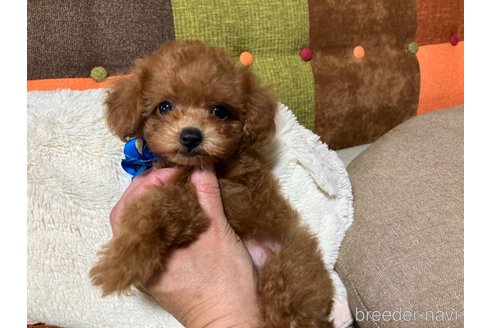 成約済の福岡県のティーカッププードル-344761の15枚目