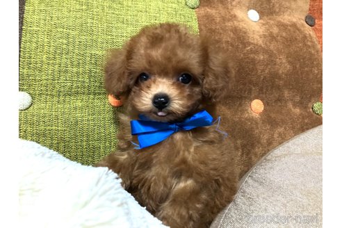 成約済の福岡県のティーカッププードル-344761の14枚目