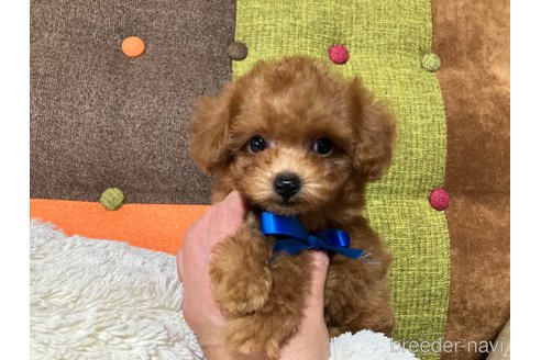 成約済の福岡県のティーカッププードル-344761の13枚目