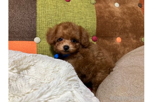成約済の福岡県のティーカッププードル-344761の11枚目