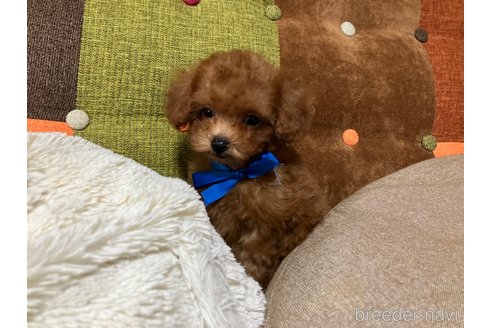成約済の福岡県のティーカッププードル-344761の8枚目