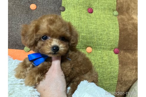 成約済の福岡県のティーカッププードル-344761の6枚目