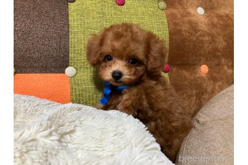 成約済の福岡県のティーカッププードル-344761の3枚目