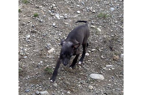 成約済の北海道のイタリアングレーハウンド(イタグレ)-331655の2枚目