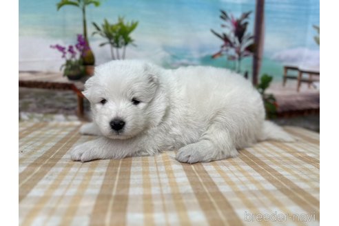 成約済の千葉県のサモエド-344781の4枚目