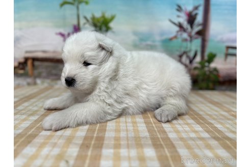 成約済の千葉県のサモエド-344783の3枚目