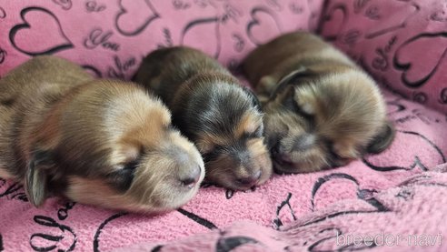 成約済の愛知県のミニチュアダックスフンド(ロングヘアード)-344818の17枚目