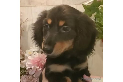 成約済の愛知県のミニチュアダックスフンド(ロングヘアード)-334258