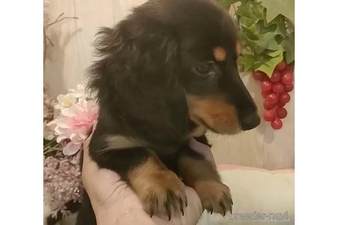 成約済の愛知県のミニチュアダックスフンド(ロングヘアード)-334258の3枚目