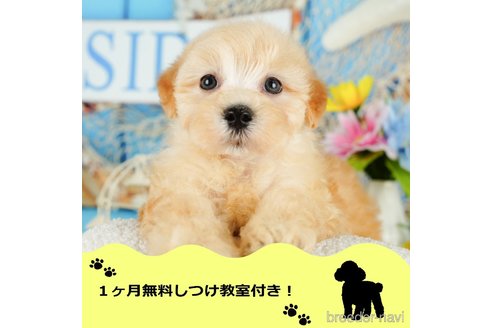 成約済ののマルプー:マルチーズ×トイプードル-344834