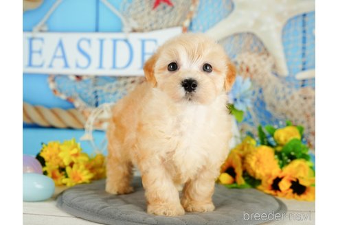 成約済の千葉県のマルプー:マルチーズ×トイプードル-344834の3枚目