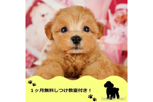 成約済の千葉県のマルプー:マルチーズ×トイプードル-344837の1枚目
