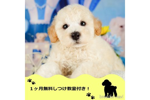 成約済の千葉県のトイプードル-344839の1枚目