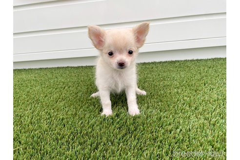 成約済の愛知県のチワワ(ロングコート)-344843の12枚目