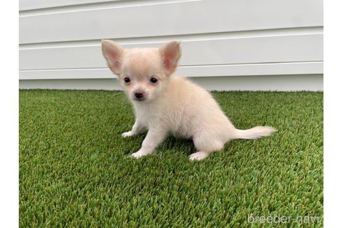 成約済の愛知県のチワワ(ロングコート)-344843の13枚目