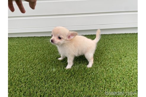 成約済の愛知県のチワワ(ロングコート)-344843の14枚目