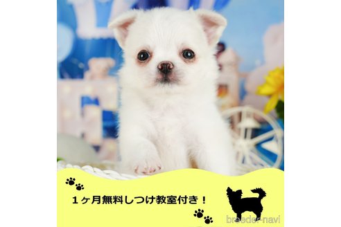 成約済ののチワワ(ロングコート)-344851