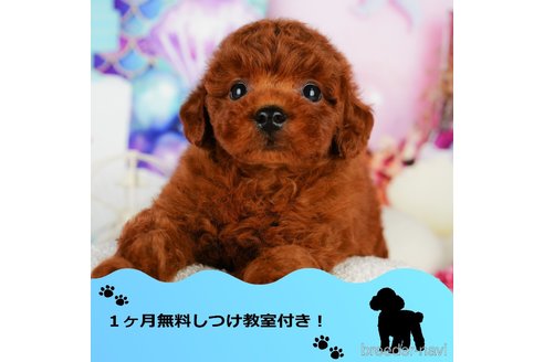成約済の千葉県のトイプードル-344853の1枚目