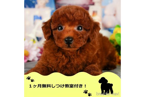 成約済の千葉県のトイプードル-344855の1枚目