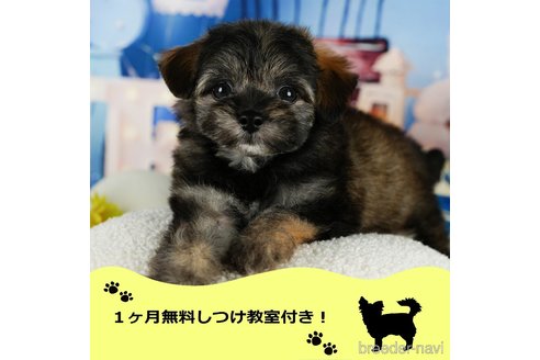 成約済の千葉県のチワプー:チワワ×トイプードル-344860の1枚目