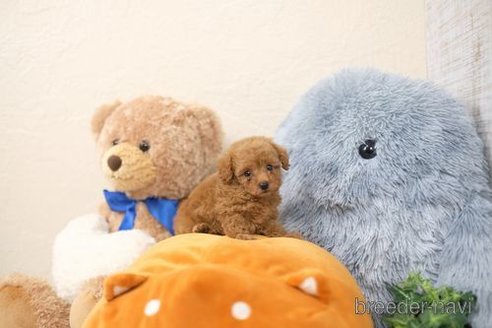 成約済の滋賀県のトイプードル-344874の3枚目