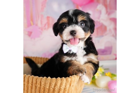 成約済の千葉県のミックス犬-344902の5枚目