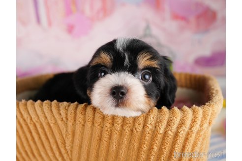 成約済の千葉県のミックス犬-344902の6枚目