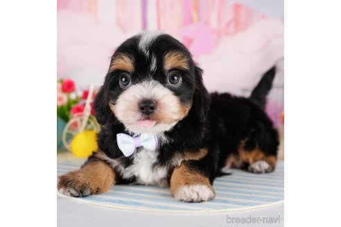 成約済の千葉県のミックス犬-344902の1枚目
