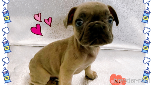 成約済の東京都のフレンチブルドッグ-344927の8枚目