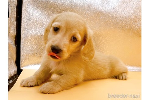 成約済の東京都のカニンヘンダックスフンド(ロングヘアード)-344933の4枚目