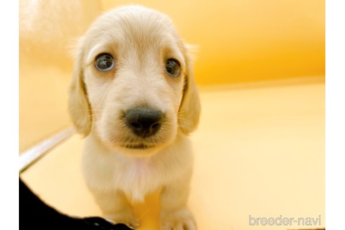 成約済の東京都のカニンヘンダックスフンド(ロングヘアード)-344933の5枚目