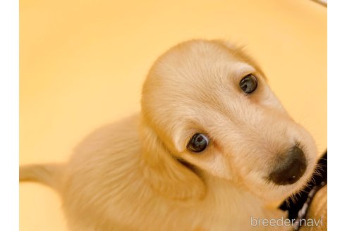 成約済の東京都のカニンヘンダックスフンド(ロングヘアード)-344933の6枚目