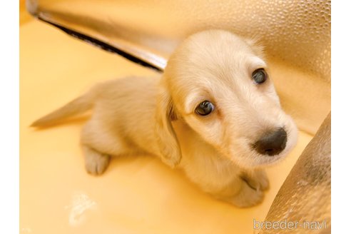 成約済の東京都のカニンヘンダックスフンド(ロングヘアード)-344933の2枚目