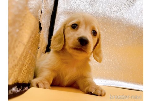 成約済の東京都のカニンヘンダックスフンド(ロングヘアード)-344933の3枚目