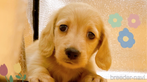 成約済の東京都のカニンヘンダックスフンド(ロングヘアード)-344933の1枚目