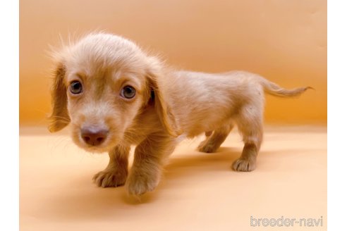 成約済の東京都のカニンヘンダックスフンド(ロングヘアード)-344935の4枚目