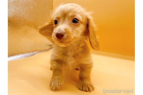 成約済の東京都のカニンヘンダックスフンド(ロングヘアード)-344935の5枚目