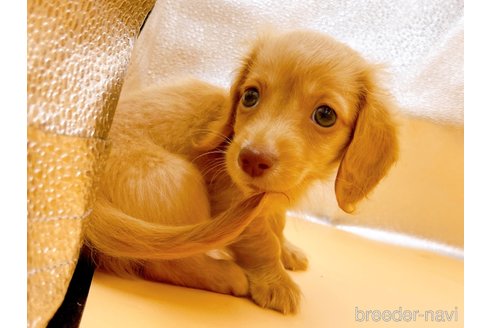 成約済の東京都のカニンヘンダックスフンド(ロングヘアード)-344935の2枚目