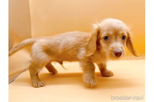 成約済の東京都のカニンヘンダックスフンド(ロングヘアード)-344935の3枚目