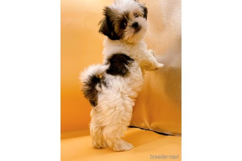 成約済の東京都のシーズー-344937の3枚目